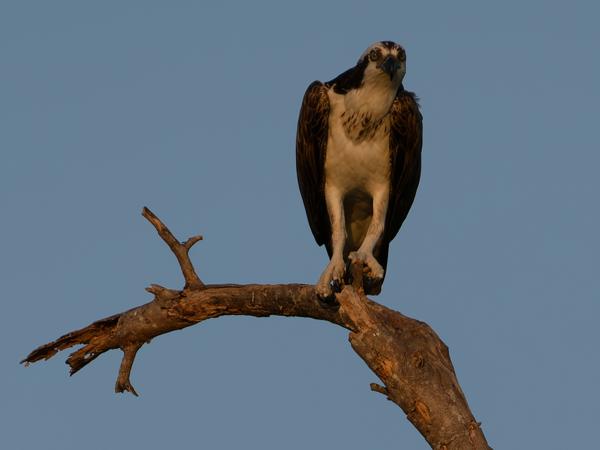 Visarend (Pandion haliaetus)